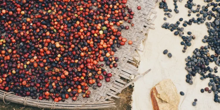 kopi robusta