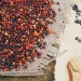 kopi robusta