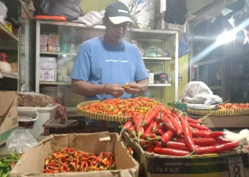 harga cabai naik