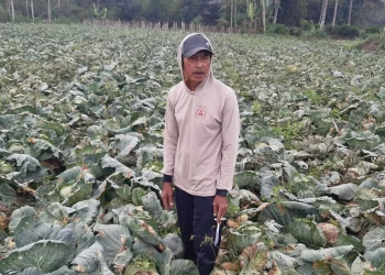 Petani keluhkan harga Pupuk dan BBM