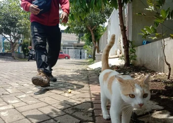 Puluhan kucing dikabarkan mati diduga diracun.