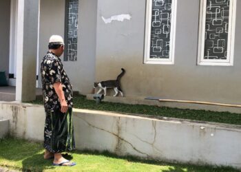 Pakar hewan UB terkait pengendalian kucing di Kota Malang