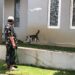 Pakar hewan UB terkait pengendalian kucing di Kota Malang