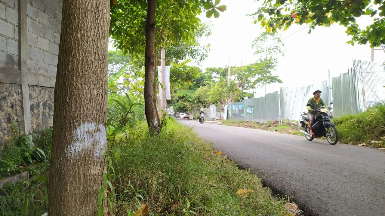 Sejumlah pohon yang diberi nomor untuk dikepras akibat pelebaran jalan. Penomoran tersebut untuk memudahkan kompensasi penggantian pohon.