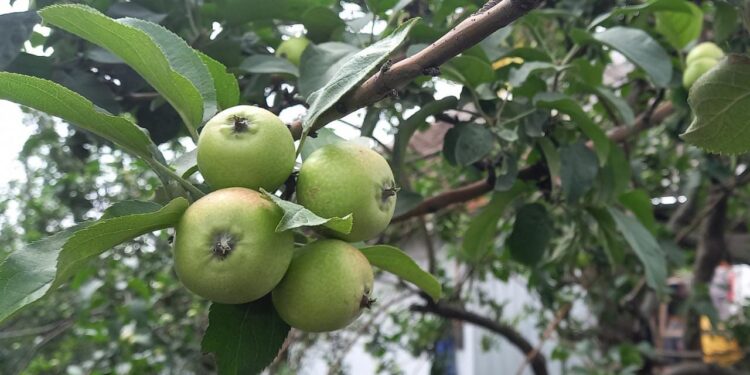 Ilustrasi pohon apel. Foto/Aisyah Nawangsari