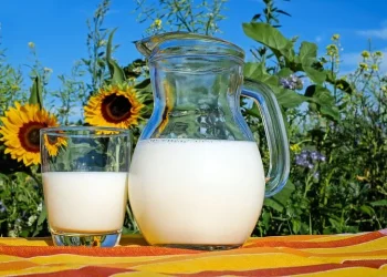 susu sapi sebagai obat