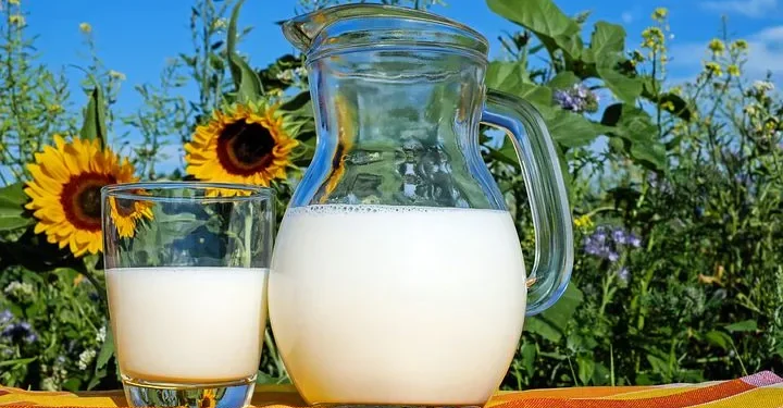 susu sapi sebagai obat