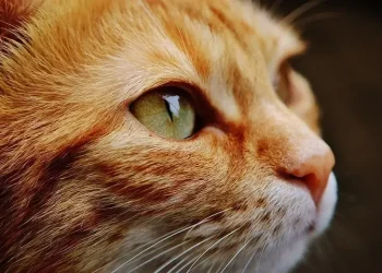 Ilustrasi kucing.