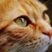 Ilustrasi kucing.