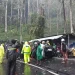 Petugas gabungan mengevakuasi pohon tumbang di Ngantang.