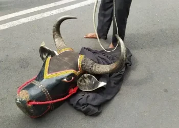 Banteng sebagai lakon utama Bantengan.