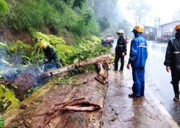 Hujan disertai angin kencang tumbangkan Pohon di Songgoriti