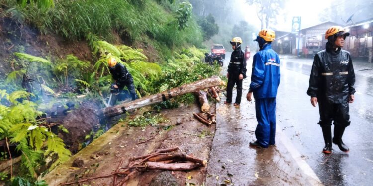 Hujan disertai angin kencang tumbangkan Pohon di Songgoriti
