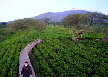 Kebun Teh Wonosari Lawang
