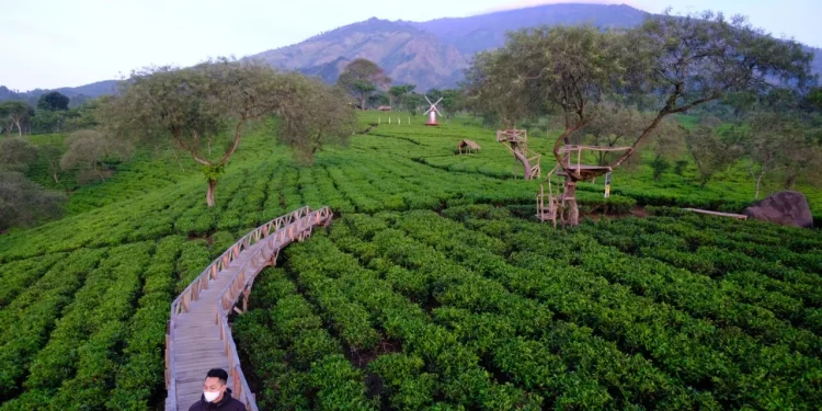 Kebun Teh Wonosari Lawang