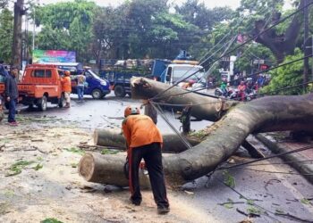 Petugas melakukan evakuasi pada pohon tumbang di Jalan Sulawesi, Kota Malang.