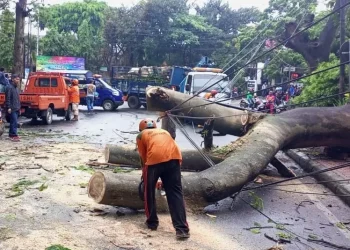 Petugas melakukan evakuasi pada pohon tumbang di Jalan Sulawesi, Kota Malang.