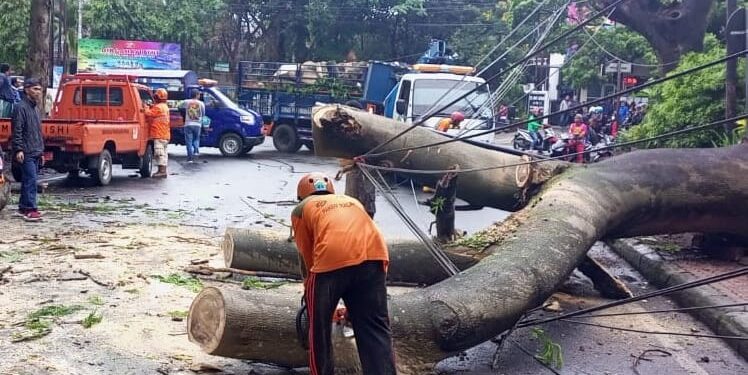 Petugas melakukan evakuasi pada pohon tumbang di Jalan Sulawesi, Kota Malang.