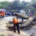 Petugas melakukan evakuasi pada pohon tumbang di Jalan Sulawesi, Kota Malang.