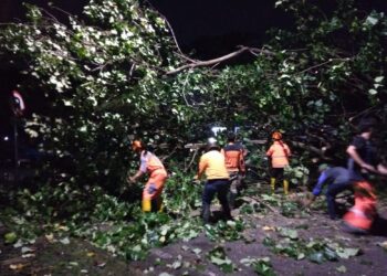 Petugas melakukan evakuasi pohon tumbang di Kota Malang.