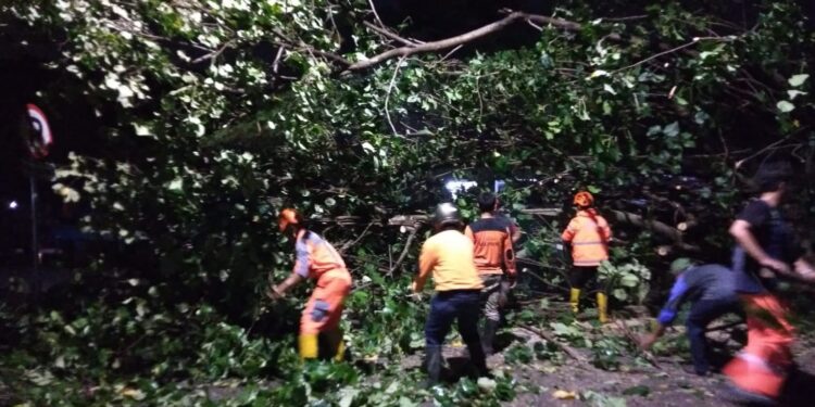 Petugas melakukan evakuasi pohon tumbang di Kota Malang.