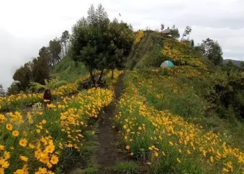 Hamparan Bunga di Bukit Kembang Puncak Sari.