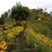 Hamparan Bunga di Bukit Kembang Puncak Sari.