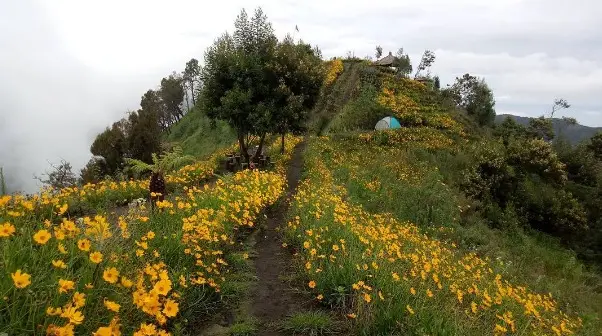 Hamparan Bunga di Bukit Kembang Puncak Sari.
