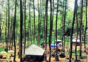 Kesejukan Taman Pinus Bendosari di Pujon Malang.