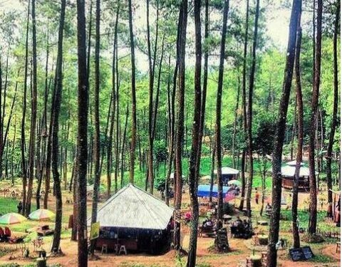 Kesejukan Taman Pinus Bendosari di Pujon Malang.