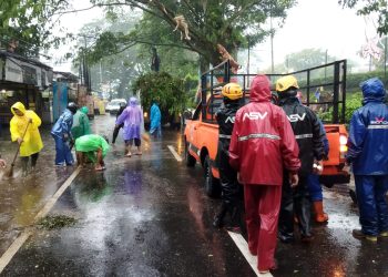 Petugas BPBD Kota Batu mengevakuasi material pohon tumbang di Jalan Raya Oro-Oro Ombo RT. 5 RW. 10, Kelurahan Temas, Selasa (8/11/2022). Pohon tumbang ini menimpa 2 unit bangunan ruko.