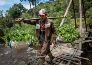 Seorang petani membawa hasil panen selada air saat melewati jembatan bambu di Desa Gubukklakah, Kecamatan Poncokusumo, Kabupaten Malang.