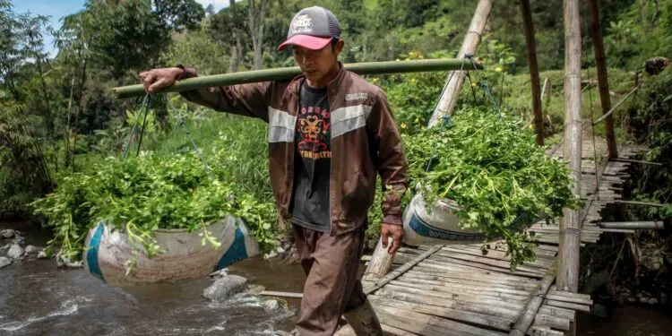 Seorang petani membawa hasil panen selada air saat melewati jembatan bambu di Desa Gubukklakah, Kecamatan Poncokusumo, Kabupaten Malang.