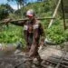 Seorang petani membawa hasil panen selada air saat melewati jembatan bambu di Desa Gubukklakah, Kecamatan Poncokusumo, Kabupaten Malang.