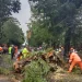 hujan deras dan angin kencang, 4 pohon tumbang