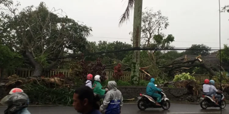 Hujan deras dan angin kencang belasan pohon tumbang di Kepanjen
