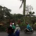 Hujan deras dan angin kencang belasan pohon tumbang di Kepanjen