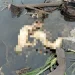 Penemuan mayat bayi di areal kebun tebu