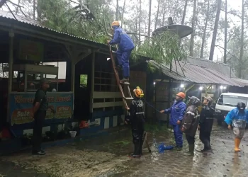 Pohon pinus roboh menimpa warung