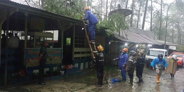 Pohon pinus roboh menimpa warung