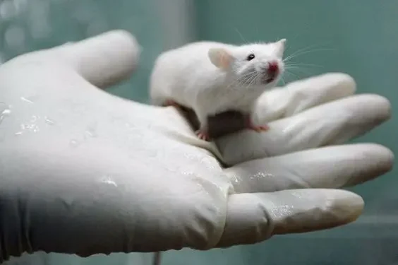 Tikus bisa ikuti ritme musik