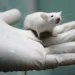 Tikus bisa ikuti ritme musik