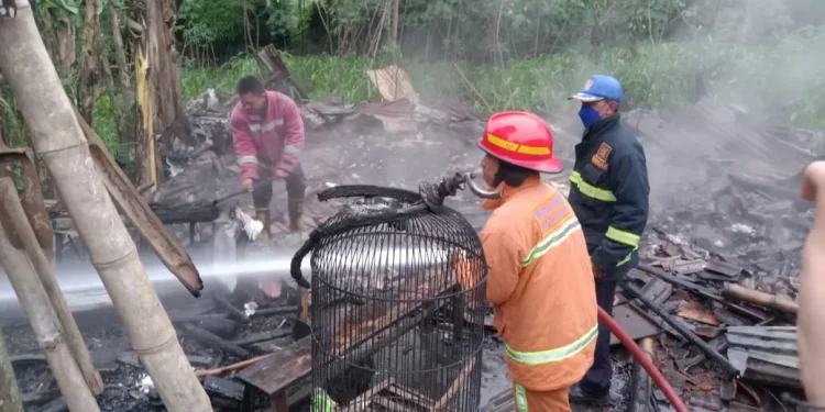 kandang ayam ludes terbakar