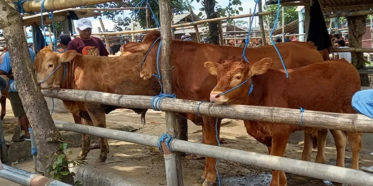 Sapi