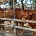 Sapi