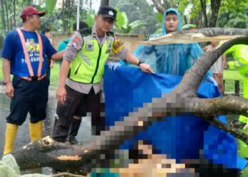 Seorang ayah meninggal dunia usai tertimpa dahan pohon yang jatuh saat berkendara di cuaca hujan deras dan angin kencang di kawasan Terminal Hamid Rusdi, Kedungkandang, Jumat (11/11/2022).