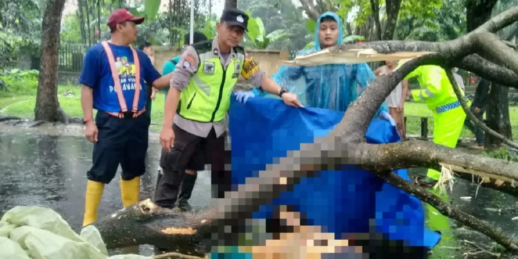 Seorang ayah meninggal dunia usai tertimpa dahan pohon yang jatuh saat berkendara di cuaca hujan deras dan angin kencang di kawasan Terminal Hamid Rusdi, Kedungkandang, Jumat (11/11/2022).