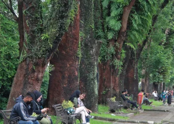 Kondisi pohon-pohon tua di Kota Malang.