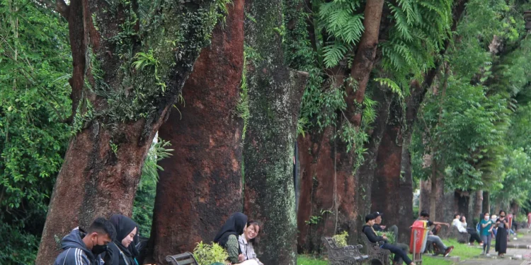Kondisi pohon-pohon tua di Kota Malang.