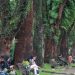 Kondisi pohon-pohon tua di Kota Malang.